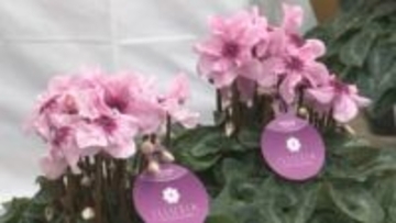 表情豊かな花々　島根県出雲市で恒例のシクラメンフェア