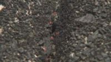 5月になるとコンクリート上を大量にウロウロする「小さい赤い虫」…正体は？　人を刺したり噛んだりする？　専門家に聞くと…「7月頃には卵を産んで…」