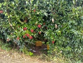 立った状態でナシの木と運搬車に挟まれていた…特産ナシの果樹園で作業中、ナシの木と運搬車の間に挟まれ男性死亡　鳥取県湯梨浜町