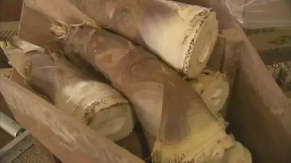 高級ブランド「タケノコ」に異変…3割の収穫減、農家悲痛　出荷日の1晩2晩前になると掘り返しにやって来る「不届き者」とは？