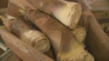 高級ブランド「タケノコ」に異変…3割の収穫減、農家悲痛　出荷日の1晩2晩前になると掘り返しにやって来る「不届き者」とは？