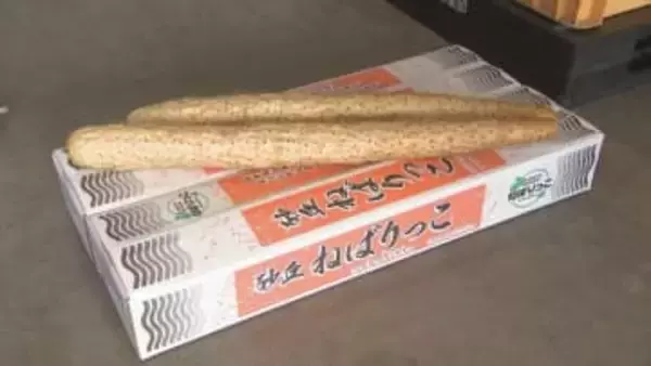 粘り気や甘みが強いナガイモ「ねばりっこ」初出荷