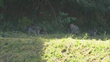 「サルにとってはコンビニ状態」突然やって来たサルの群れに柿の産地は…農家は戦々恐々「食って味を占められたらちょっとまずいな。今どこの柿も熟しとるけんな」