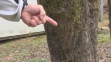 「クマに襲われた。顔と手の甲から出血している」集落の道路沿い、ゴミ出ししている時に襲われた…左目の下や右手の甲を爪で引っかかれて出血　ゴミステーションの近くに「柿の木」