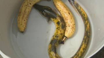 “十万匹に一匹の確率”　バナナそっくりのウナギ「バナナウナギ」全国から“引き取り希望”も殺到　「飼い主」の座を射止めたのは…ウナギ研究者目指す大学生　決め手は「名字」【2025年話題の記事】
