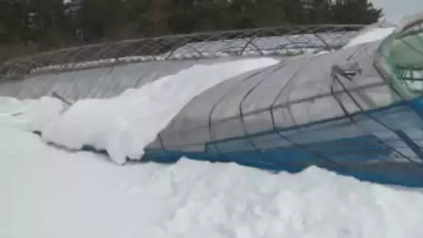 ぶどう「ビニールハウス」大雪で倒壊　修繕には数百万円はかかる見込み「夏も暑い…異常気象もきっとある…」農家苦悩　鳥取県北栄町