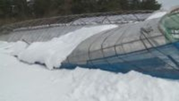 ぶどう「ビニールハウス」大雪で倒壊　修繕には数百万円はかかる見込み「夏も暑い…異常気象もきっとある…」農家苦悩　鳥取県北栄町