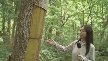 狙われたのは“生薬”の原料となる木…国立公園大山の人気観光地「木谷沢渓流」で“木の樹皮”が剥ぎ取られる被害発生　人目につきにくい裏側だけ…「ここから腐りが入って枯れる恐れ」山菜無断採取・ゴミポイ捨て…観光客に求められるモラルとは