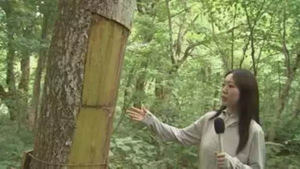 狙われたのは“生薬”の原料となる木…国立公園大山の人気観光地「木谷沢渓流」で“木の樹皮”が剥ぎ取られる被害発生　人目につきにくい裏側だけ…「ここから腐りが入って枯れる恐れ」山菜無断採取・ゴミポイ捨て…観光客に求められるモラルとは