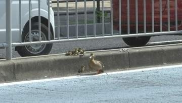 【大ピンチ】カルガモ親子、駅前の県道を渡ろうとして車に轢かれかける　警察出動も…「まじか！」約3時間にわたる救出劇の一部始終　11羽の運命は？　「なんか涙が出そう」