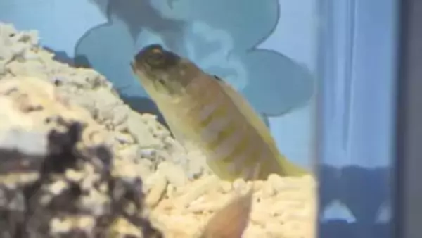 ホワイトデーにちなんだ海の生き物を展示する水槽がお目見え　しまね海洋館アクアス