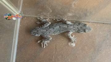 一瞬困惑…「双頭？」“頭が2つ”あるように見える謎の生き物を民家の縁側で発見　その正体は？