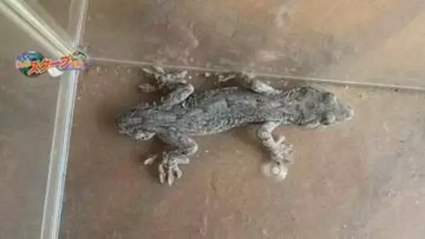一瞬困惑…「双頭？」“頭が2つ”あるように見える謎の生き物を民家の縁側で発見　その正体は？