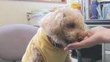 「愛犬家注目の“ジャーキー”の原料は「シカ肉」　ペットフードに“ジビエ”活用のワケとは？」の画像1