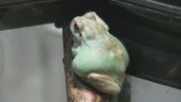 年齢は15歳超のご長寿カエル「マツコ」　ニホンアマガエルなのに…体の色は“ターコイズブルー”　なぜ青い？なぜご長寿？