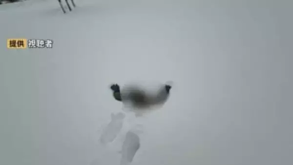 雪の積もった広場を歩いていたら…穴が空いて子どもが転落　この穴の正体は？　県がカラーコーン設置で対応　大雪時は足元注意