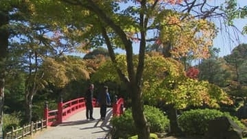 紅葉遅れてやきもき…人気の日本庭園「高温が影響していると思います」今週末からライトアップへ　島根県松江市