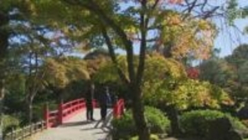 紅葉遅れてやきもき…人気の日本庭園「高温が影響していると思います」今週末からライトアップへ　島根県松江市