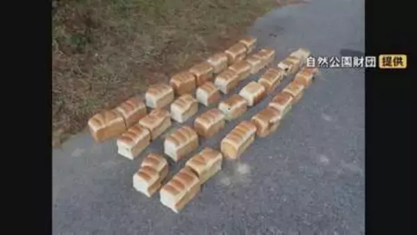 国立公園大山内の県道沿いに連日「大量の食パン」「鶏のレバー」不法投棄…5日にわたり約40キロ　「普通の不法投棄と完全に違う目的」周辺ではクマ目撃情報…餌付けにつながる危険性