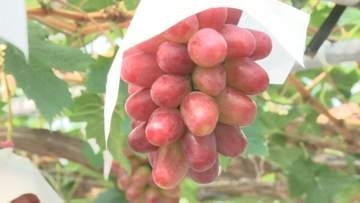 「世界で一番おいしいブドウじゃないかなと思っている」　糖度20度以上　島根オリジナルぶどう「神紅」　今シーズンの収穫はじまる