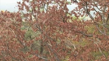なぜ…ナラの木が集団で枯れる「ナラ枯れ」被害、国立公園大山で突然止まる　1万本近く枯れた年もあったのに…何が起きた？