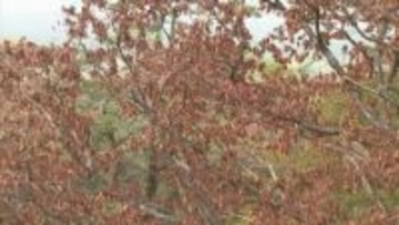 なぜ…ナラの木が集団で枯れる「ナラ枯れ」被害、国立公園大山で突然止まる　1万本近く枯れた年もあったのに…何が起きた？