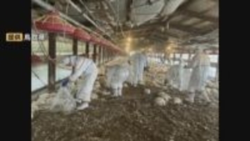 「遅い段階で通報があったということで、ウイルス量が相当進んでいる危険がある」食肉用の養鶏場で鳥インフルエンザ発生　7万5000羽殺処分　鳥取県米子市