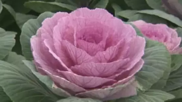 正月を彩る葉牡丹　出荷のピーク迎える　島根県出雲市