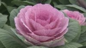 正月を彩る葉牡丹　出荷のピーク迎える　島根県出雲市