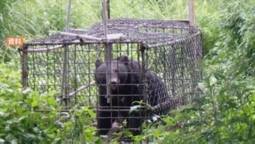 クマに襲われ、頬・唇・喉・胸を負傷…観光で都茂鉱山選鉱場跡を訪れていた神奈川県の男性(40代)　自ら通報、命に別条なし　島根県益田市