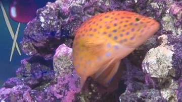 「ユカタハタ」と「ゾウリエビ」を展示の夏祭り水槽　しまね海洋館アクアス