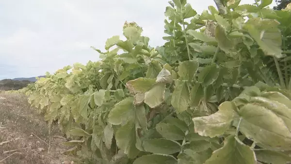 ｢農業始めて40年。ここまで雨が少ないのは初めて｣ 記録的な少雨で野菜の生育･価格にも影響が…？ ダイコンは小さく キャベツは軽く 愛知