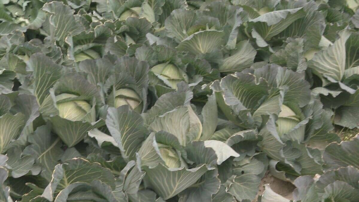 ｢農業始めて40年。ここまで雨が少ないのは初めて｣ 記録的な少雨で野菜の生育･価格にも影響が…？ ダイコンは小さく キャベツは軽く 愛知