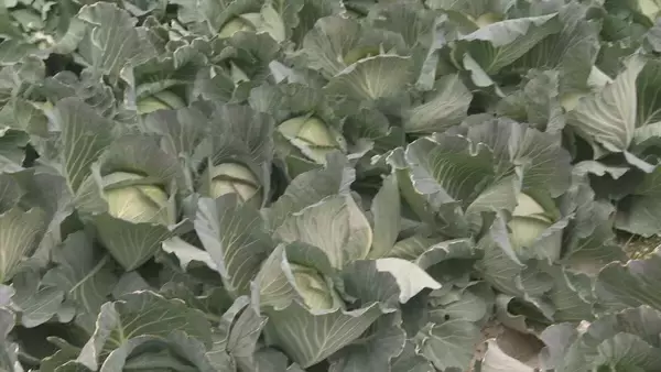 「｢農業始めて40年。ここまで雨が少ないのは初めて｣ 記録的な少雨で野菜の生育･価格にも影響が…？ ダイコンは小さく キャベツは軽く 愛知」の画像