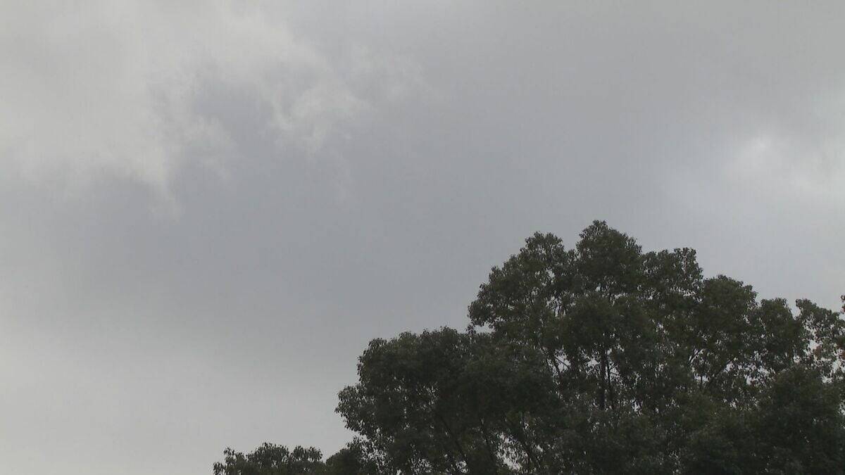 ｢農業始めて40年。ここまで雨が少ないのは初めて｣ 記録的な少雨で野菜の生育･価格にも影響が…？ ダイコンは小さく キャベツは軽く 愛知