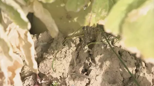 「｢農業始めて40年。ここまで雨が少ないのは初めて｣ 記録的な少雨で野菜の生育･価格にも影響が…？ ダイコンは小さく キャベツは軽く 愛知」の画像