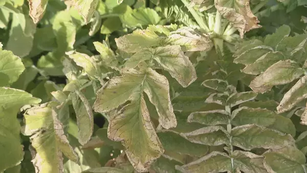 「｢農業始めて40年。ここまで雨が少ないのは初めて｣ 記録的な少雨で野菜の生育･価格にも影響が…？ ダイコンは小さく キャベツは軽く 愛知」の画像