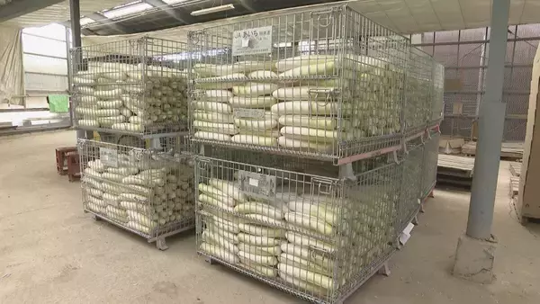 「｢農業始めて40年。ここまで雨が少ないのは初めて｣ 記録的な少雨で野菜の生育･価格にも影響が…？ ダイコンは小さく キャベツは軽く 愛知」の画像