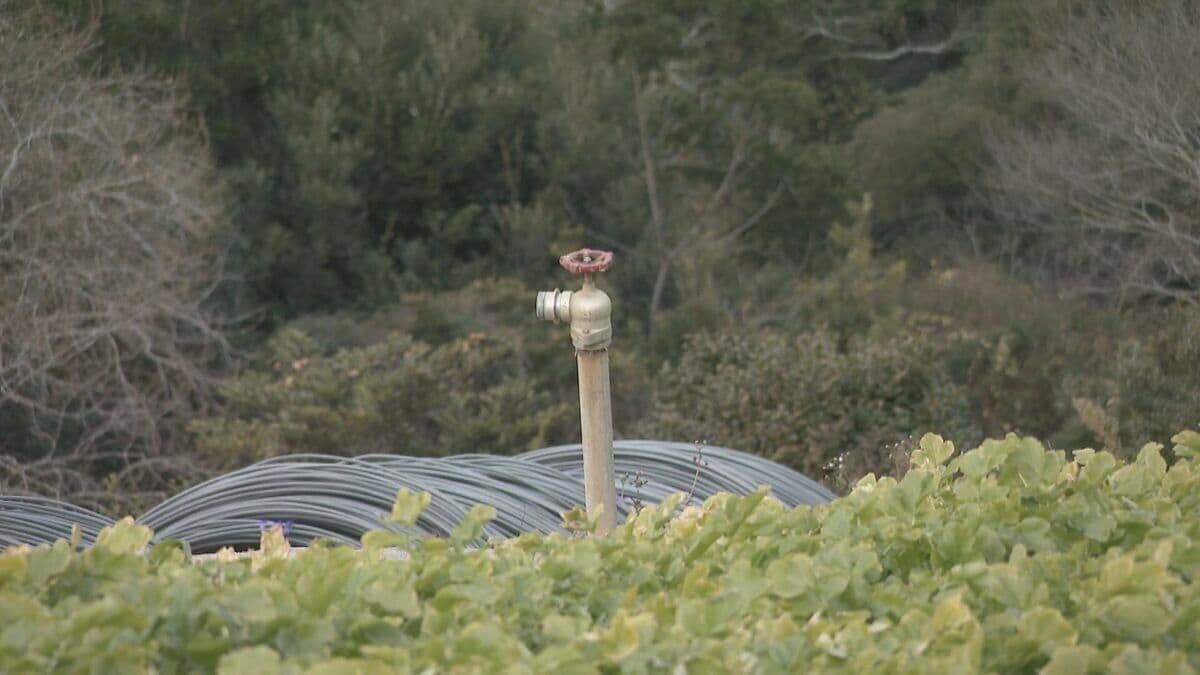 ｢農業始めて40年。ここまで雨が少ないのは初めて｣ 記録的な少雨で野菜の生育･価格にも影響が…？ ダイコンは小さく キャベツは軽く 愛知