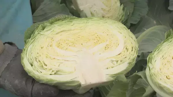 「｢農業始めて40年。ここまで雨が少ないのは初めて｣ 記録的な少雨で野菜の生育･価格にも影響が…？ ダイコンは小さく キャベツは軽く 愛知」の画像