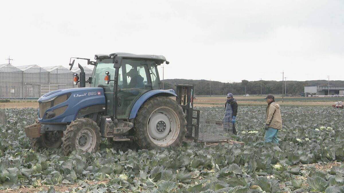 ｢農業始めて40年。ここまで雨が少ないのは初めて｣ 記録的な少雨で野菜の生育･価格にも影響が…？ ダイコンは小さく キャベツは軽く 愛知