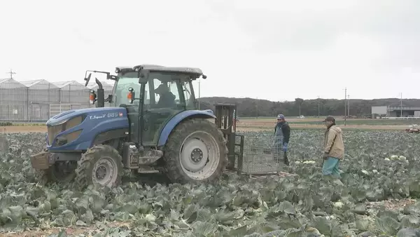 「｢農業始めて40年。ここまで雨が少ないのは初めて｣ 記録的な少雨で野菜の生育･価格にも影響が…？ ダイコンは小さく キャベツは軽く 愛知」の画像