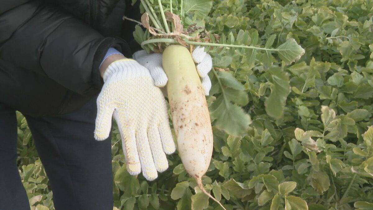 ｢農業始めて40年。ここまで雨が少ないのは初めて｣ 記録的な少雨で野菜の生育･価格にも影響が…？ ダイコンは小さく キャベツは軽く 愛知