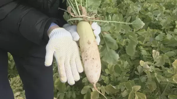 「｢農業始めて40年。ここまで雨が少ないのは初めて｣ 記録的な少雨で野菜の生育･価格にも影響が…？ ダイコンは小さく キャベツは軽く 愛知」の画像