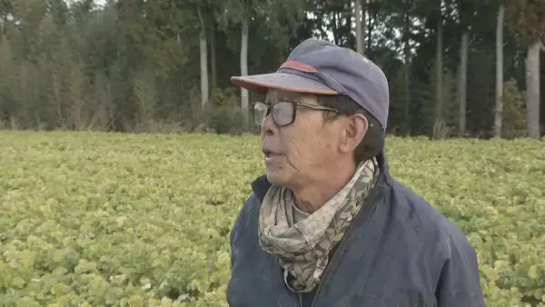 「｢農業始めて40年。ここまで雨が少ないのは初めて｣ 記録的な少雨で野菜の生育･価格にも影響が…？ ダイコンは小さく キャベツは軽く 愛知」の画像