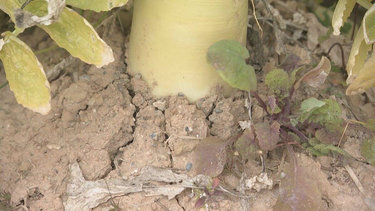 ｢農業始めて40年。ここまで雨が少ないのは初めて｣ 記録的な少雨で野菜の生育･価格にも影響が…？ ダイコンは小さく キャベツは軽く 愛知