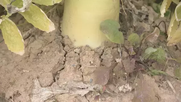 「｢農業始めて40年。ここまで雨が少ないのは初めて｣ 記録的な少雨で野菜の生育･価格にも影響が…？ ダイコンは小さく キャベツは軽く 愛知」の画像