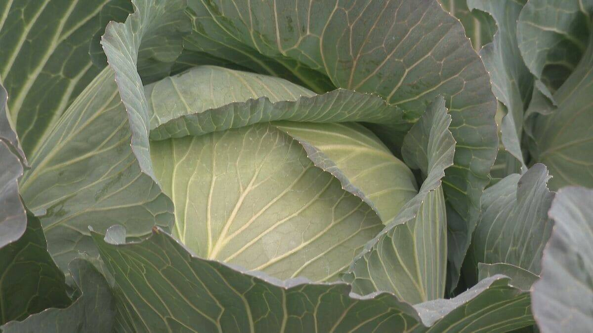 ｢農業始めて40年。ここまで雨が少ないのは初めて｣ 記録的な少雨で野菜の生育･価格にも影響が…？ ダイコンは小さく キャベツは軽く 愛知