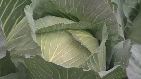 「｢農業始めて40年。ここまで雨が少ないのは初めて｣ 記録的な少雨で野菜の生育･価格にも影響が…？ ダイコンは小さく キャベツは軽く 愛知」の画像