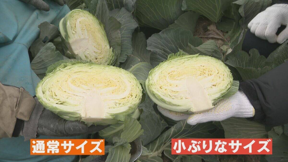 ｢農業始めて40年。ここまで雨が少ないのは初めて｣ 記録的な少雨で野菜の生育･価格にも影響が…？ ダイコンは小さく キャベツは軽く 愛知